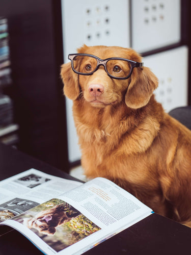 Alexander D dog wearing glasses
